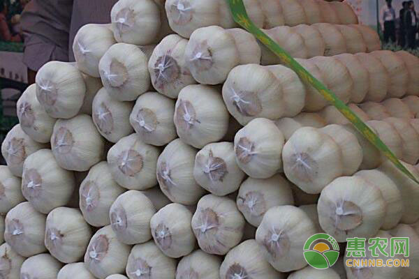 重庆大蒜价格最新动态，变化中的学习助力自信与梦想实现