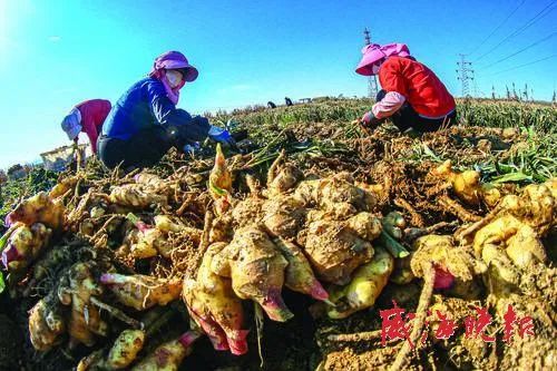 乳山大姜最新行情动态更新，市场走势分析