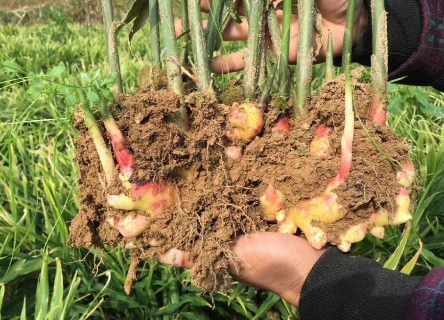 生牛肉市场行情深度解析，市场走势、影响因素及未来趋势分析
