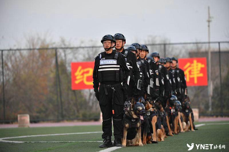 牧羊犬比赛超燃现场，激烈竞技展现犬只天赋！